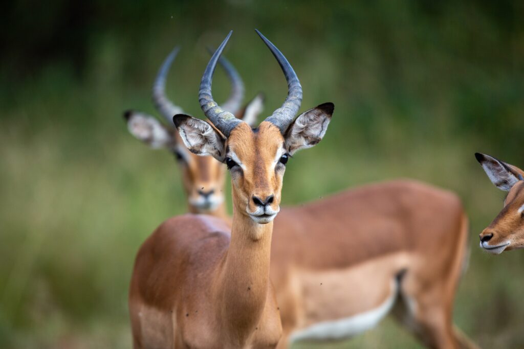 A deer with rapt attention