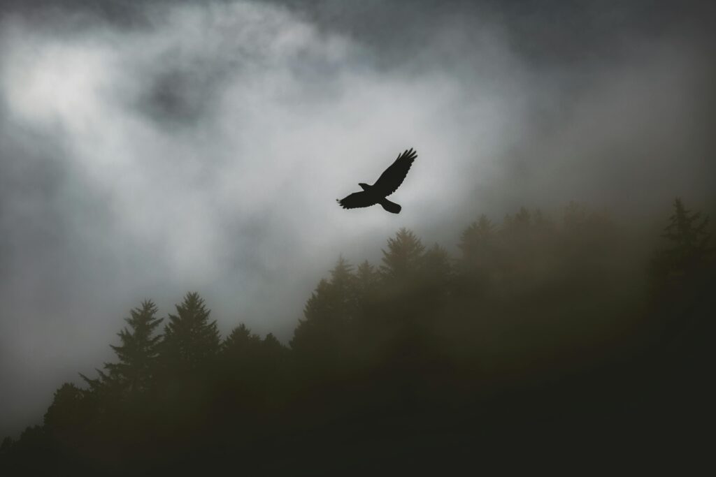 eagle soaring in the sky with a forest background
