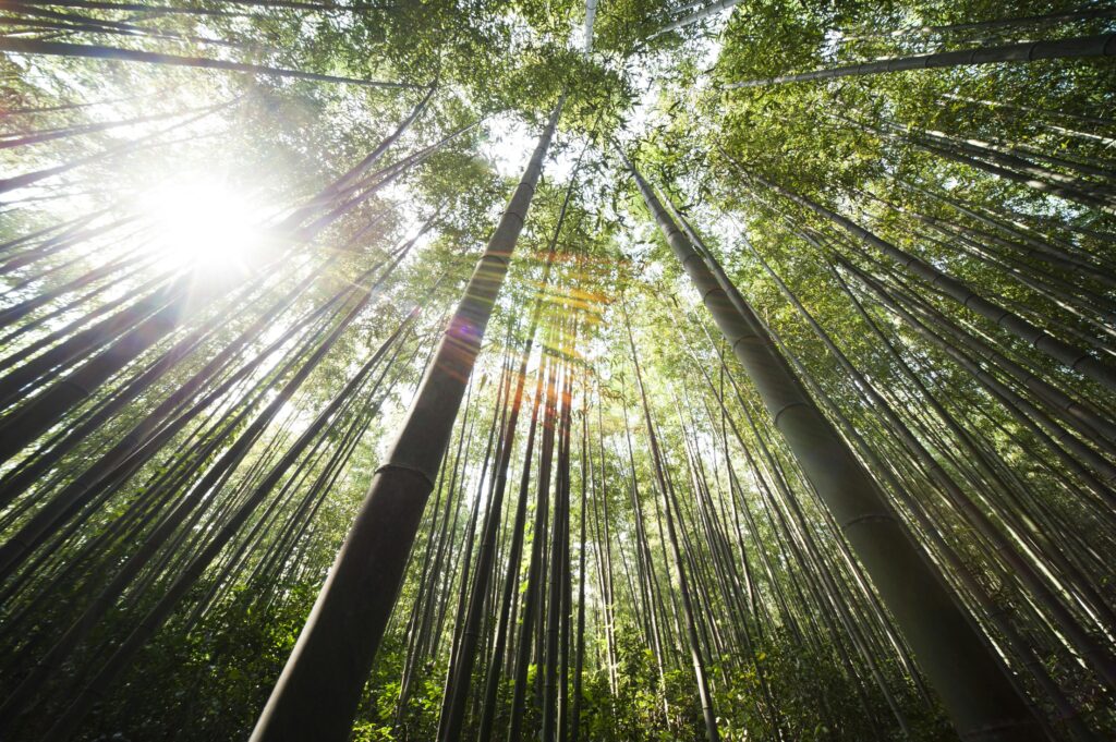 Sunrays, trees