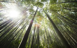 Sunrays, trees