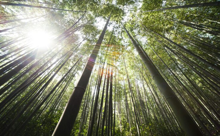 Sunrays, trees